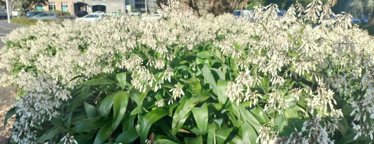 Shaded Splendor: Top 10 Native New Zealand Plants for Shade