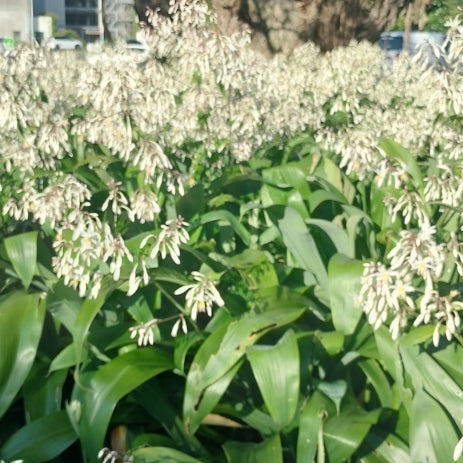 Shaded Splendor: Top 10 Native New Zealand Plants for Shade