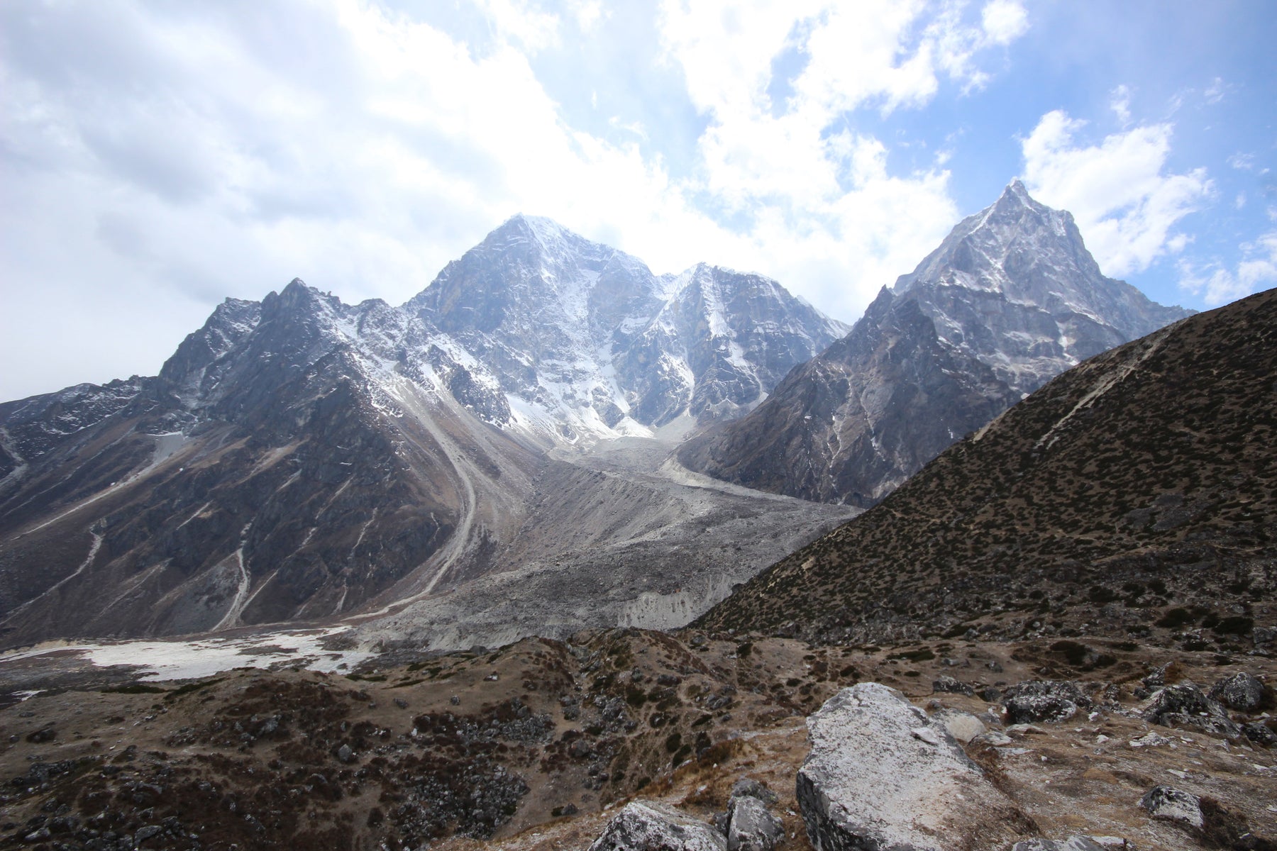 Best Frost-Hardy Native Plants for Cold Regions of New Zealand