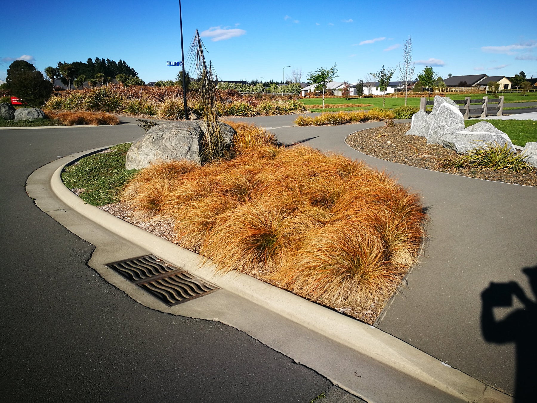 Flourishing in the Canterbury Plains: Top 5 Native Plants for Canterbury Conditions
