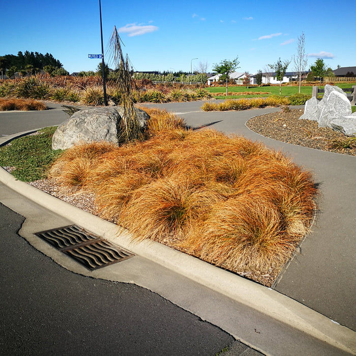 Flourishing in the Canterbury Plains: Top 5 Native Plants for Canterbury Conditions