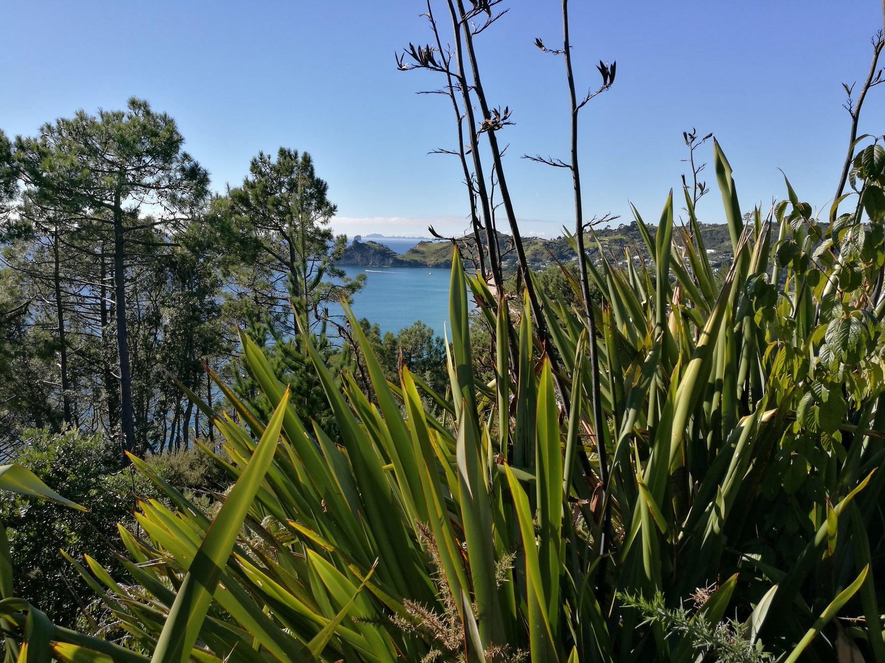 Designing a Low-Maintenance Coastal Garden With NZ Natives