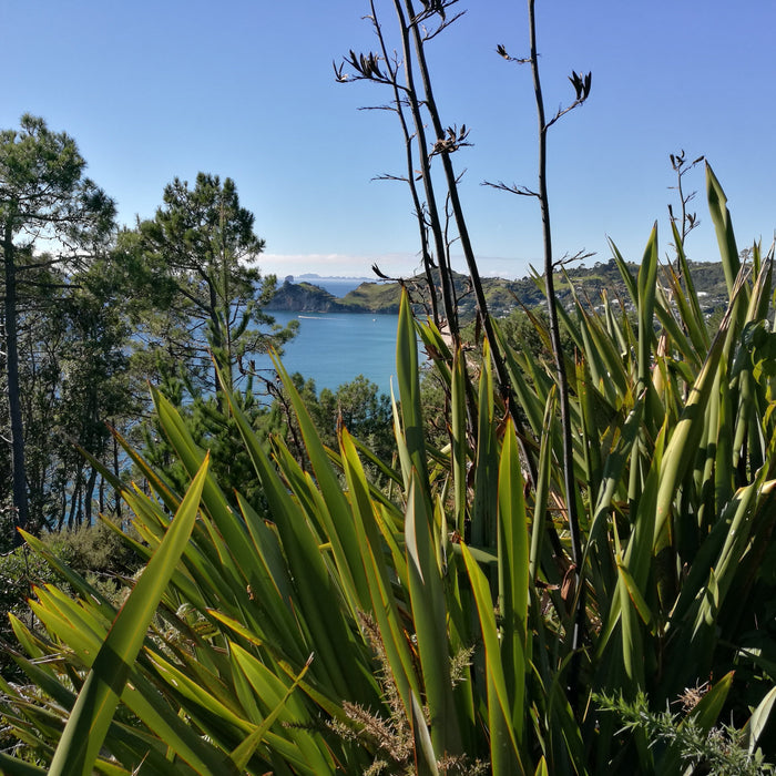 Designing a Low-Maintenance Coastal Garden With NZ Natives