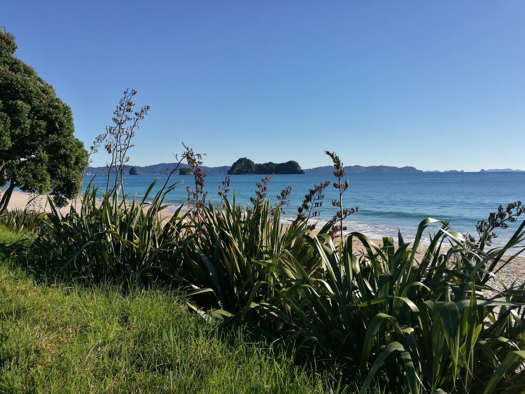 How to Create a Coastal Shelter With NZ Native Plants