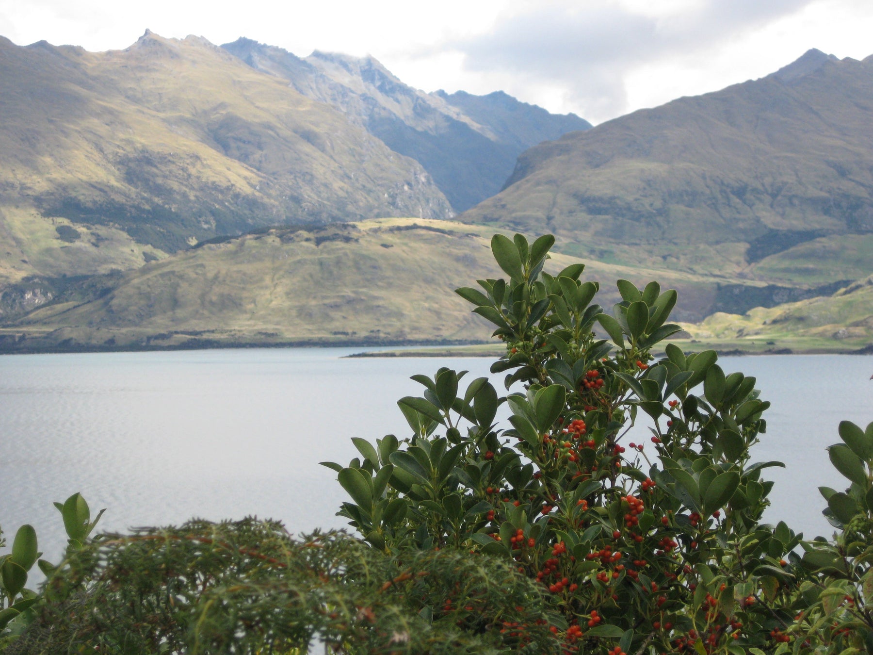 Flourishing in the Capital: Top 7 Native Plants for Wellington Conditions