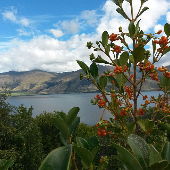 Gardening Successfully in Clay Soil with New Zealand Native Plants
