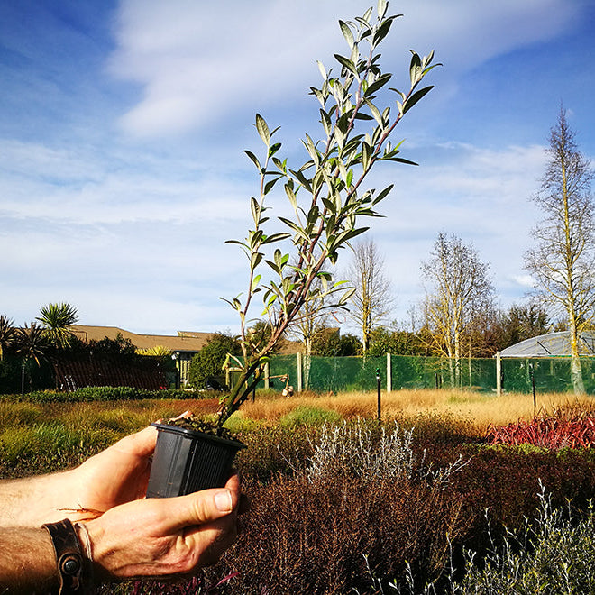 Why Greenmachine Grows NZ Native Plants in 7cm Pots