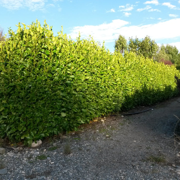 Enhancing Boundaries: Best Native Plants for Hedging