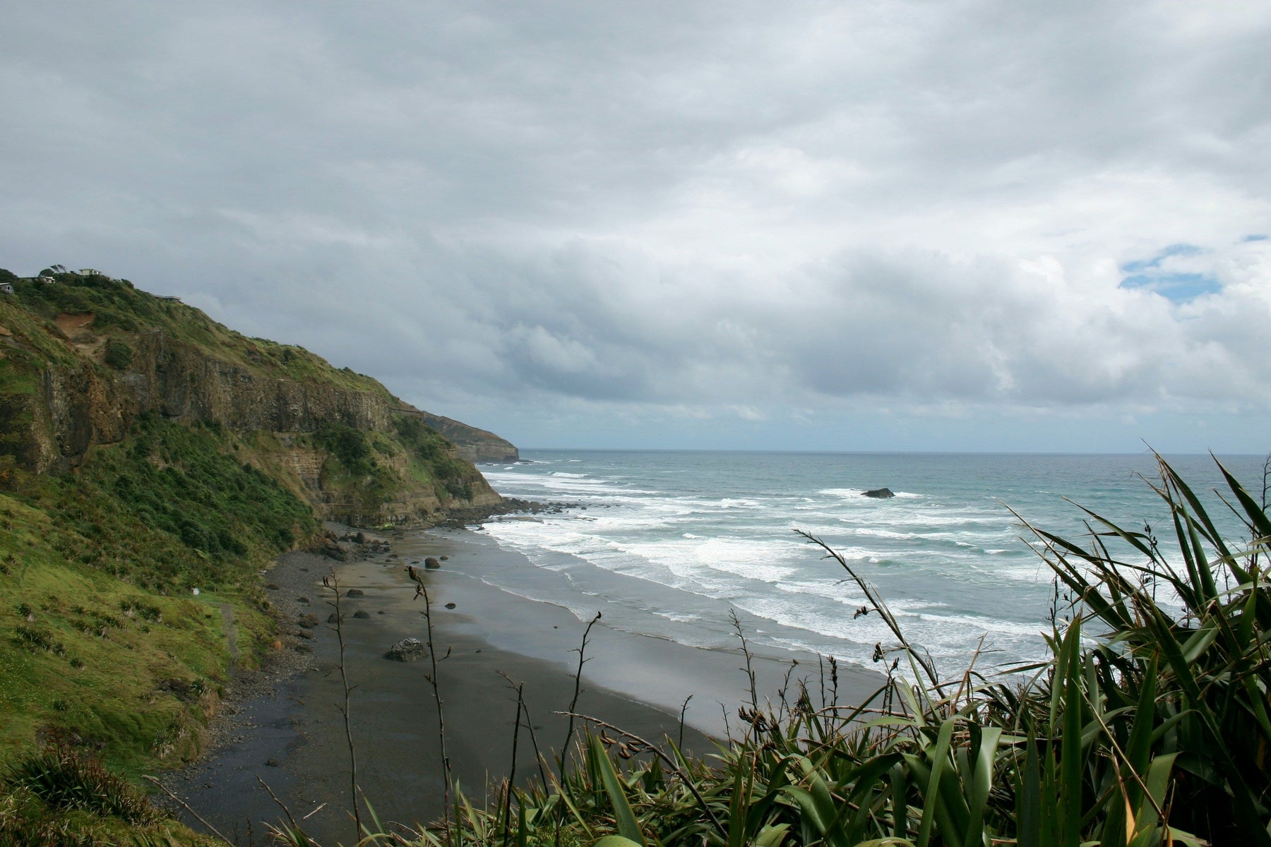 The Best NZ Native Plants for Harsh Coastal Gardens