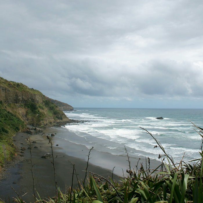 The Best NZ Native Plants for Harsh Coastal Gardens