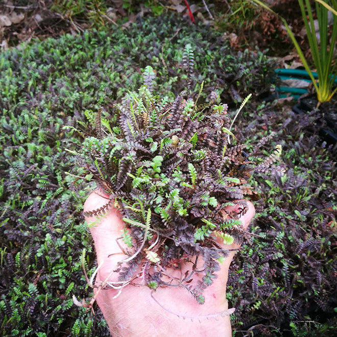 Why Pay to Ship Soil? The Advantage of Smaller Potted NZ Native Plants