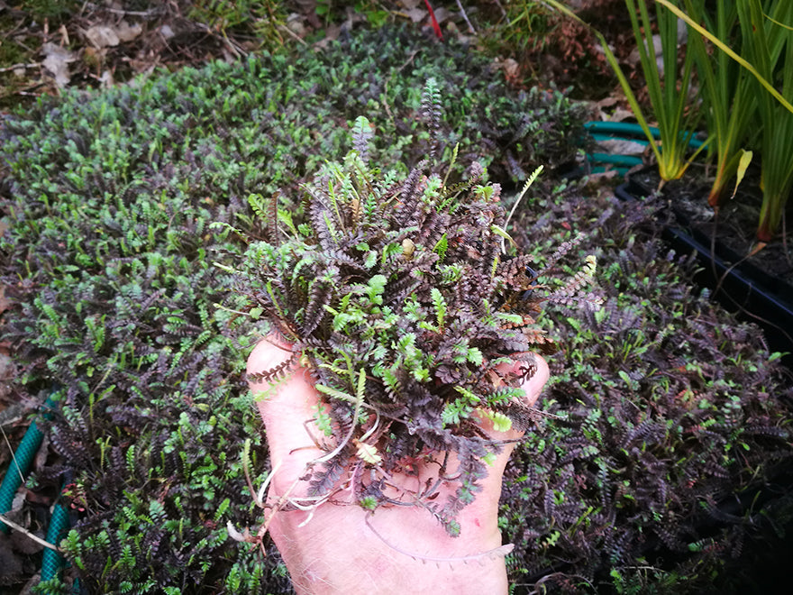 Why Pay to Ship Soil? The Advantage of Smaller Potted NZ Native Plants