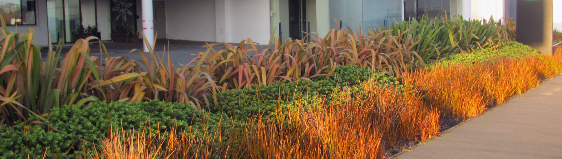 A Beginner's Guide to New Zealand Native Plants: Embrace the Beauty of Aotearoa's Flora