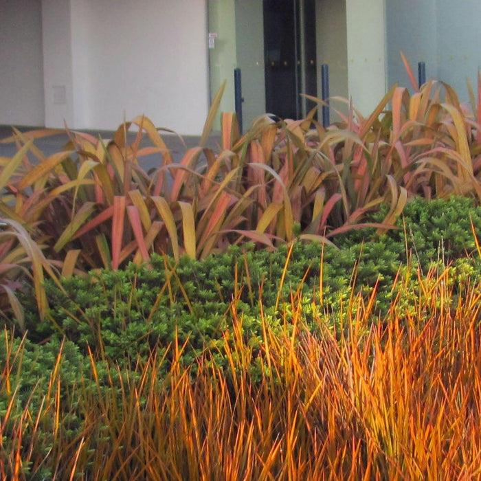 A Beginner's Guide to New Zealand Native Plants: Embrace the Beauty of Aotearoa's Flora