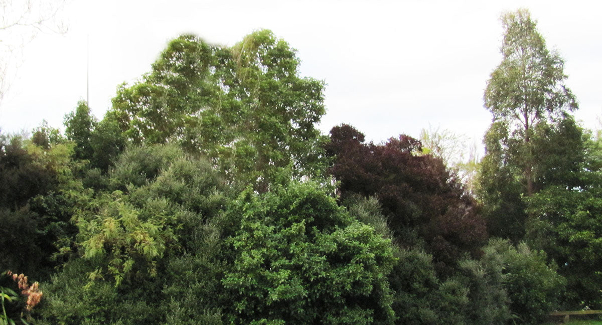 Embracing Nature's Defenses: The Importance of Native Shelter Belts