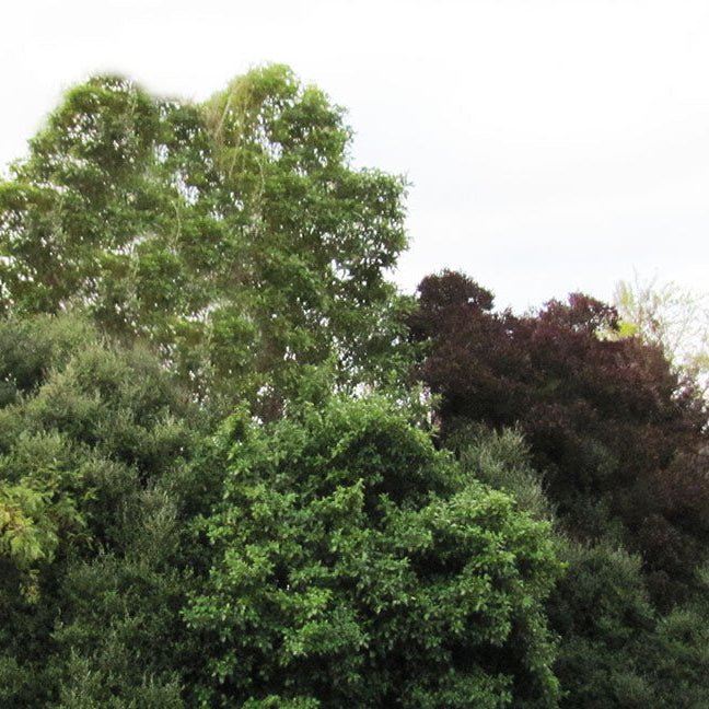 Embracing Nature's Defenses: The Importance of Native Shelter Belts