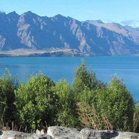 Water-Wise Gardens with NZ Native Plants: Low-Water, Heat-Tolerant Landscaping