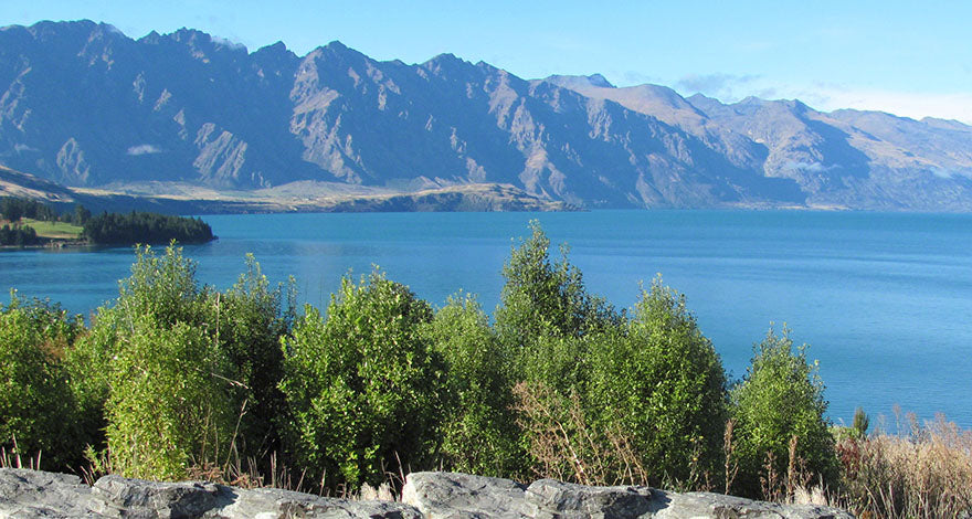 Water-Wise Gardens with NZ Native Plants: Low-Water, Heat-Tolerant Landscaping