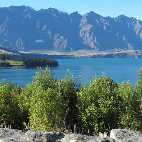 Nurturing Nature's Bounty: Top 5 Native Plants to Plant in Otago and Southland