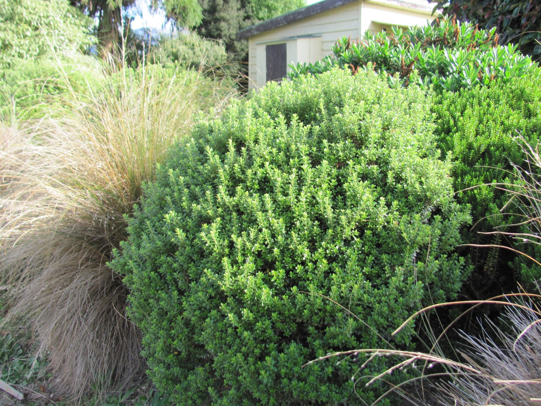 Best NZ Native Plants for Shade: Create a Lush, Low-Light Garden