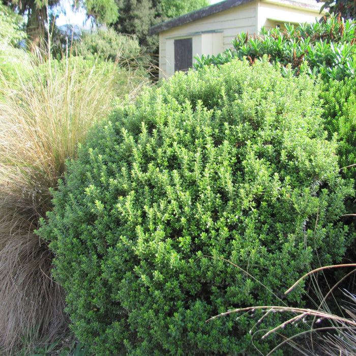 Best NZ Native Plants for Shade: Create a Lush, Low-Light Garden