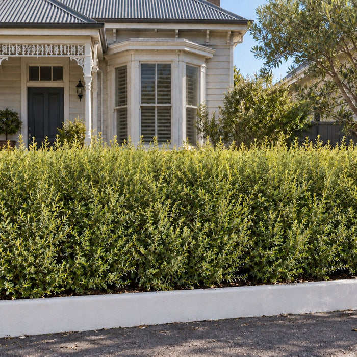 Golden Tree Daisy as a Native Hedge