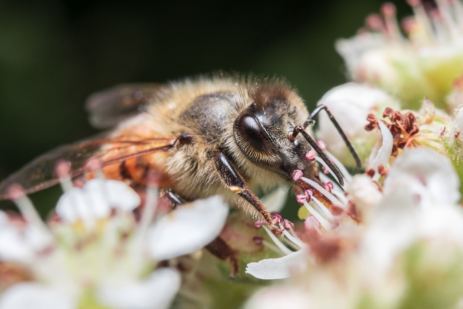 Best NZ Native Plants for Bees and Pollinators