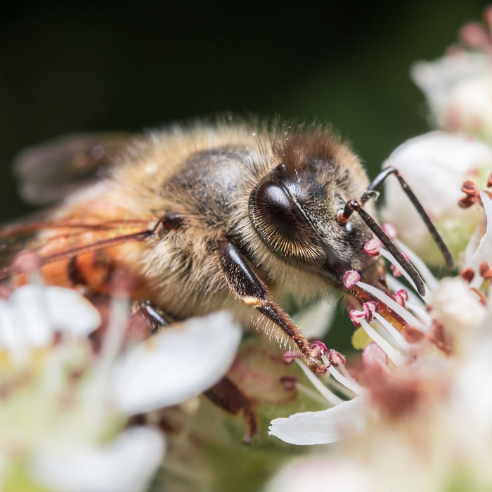 Best NZ Native Plants for Bees and Pollinators
