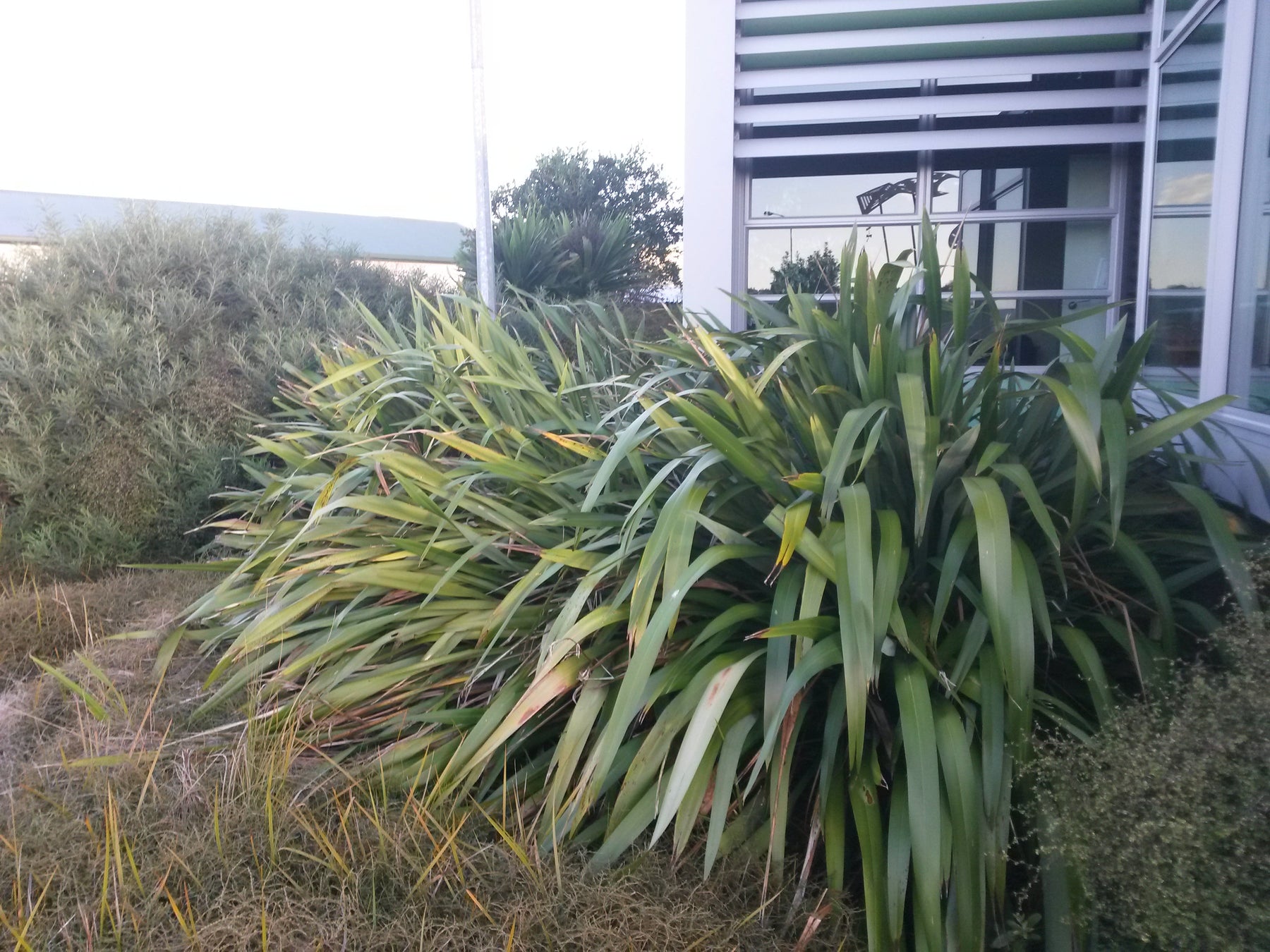 Clay Soil and Climate-Resilient Gardening in New Zealand