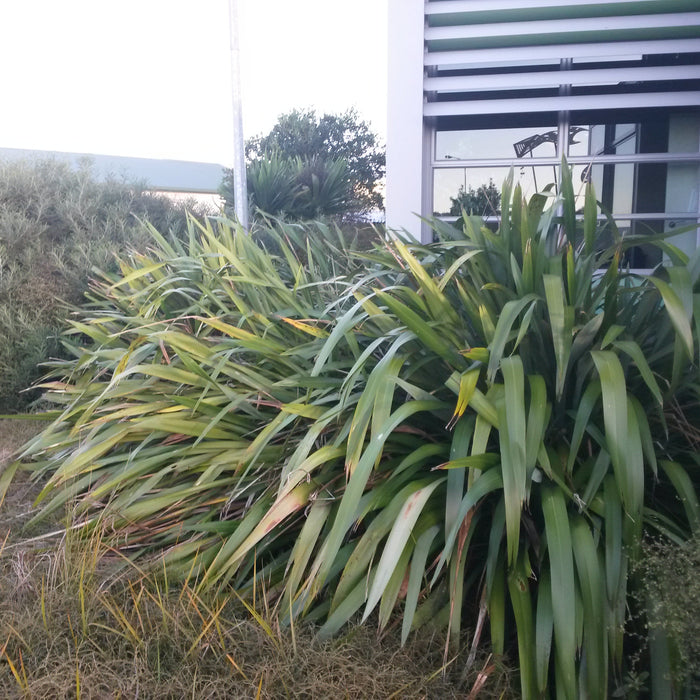 Clay Soil and Climate-Resilient Gardening in New Zealand