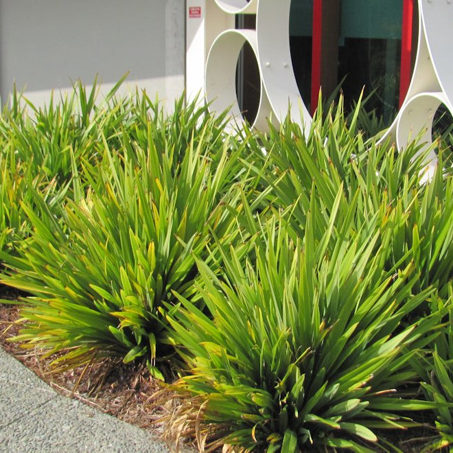 Understanding Full Sun Conditions in New Zealand