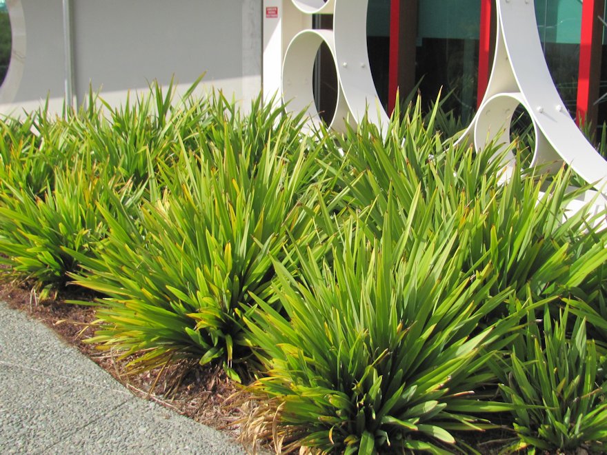 Understanding Full Sun Conditions in New Zealand