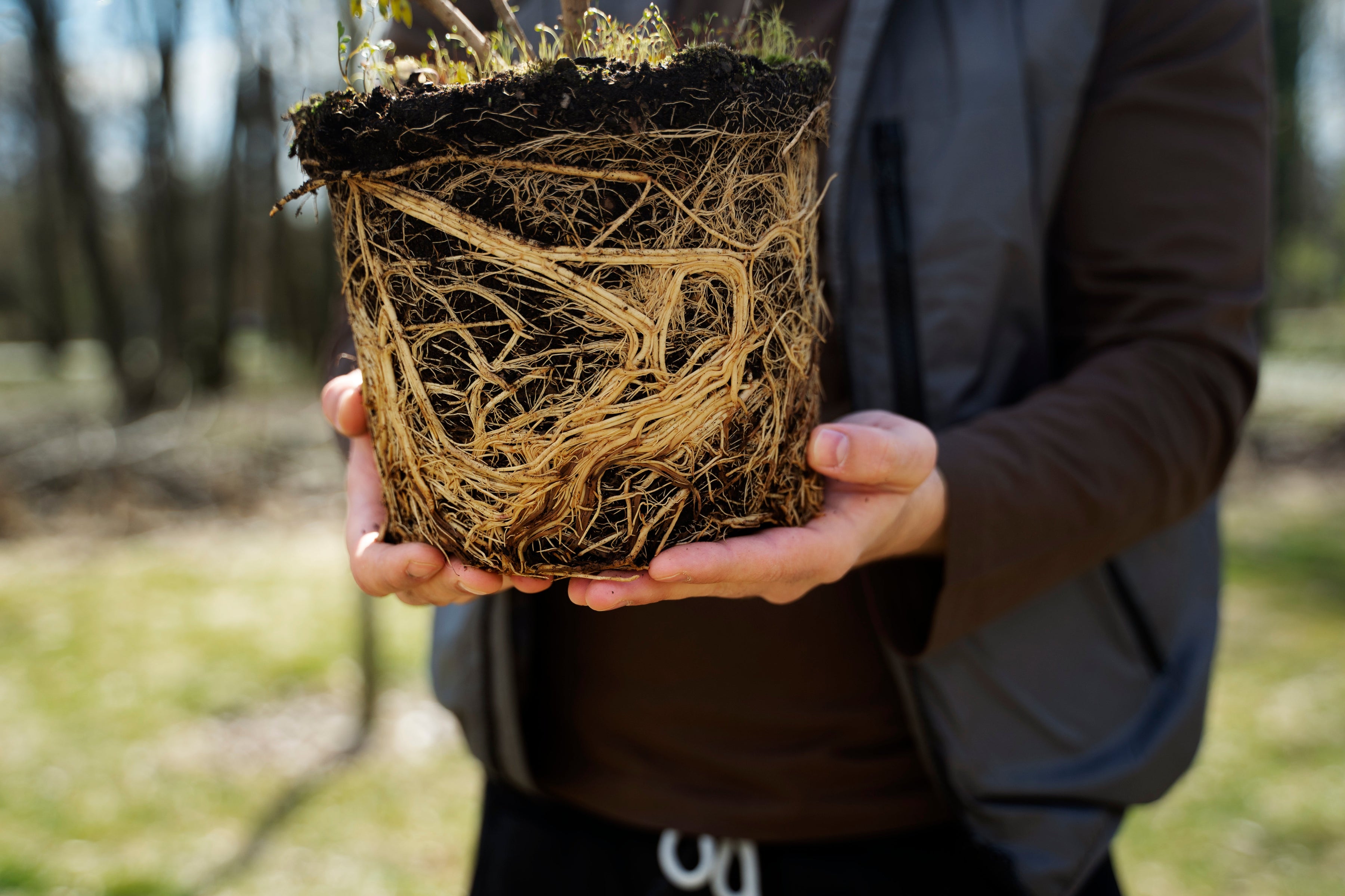 Native New Zealand Plants with Strong Root Systems for Erosion Control ...