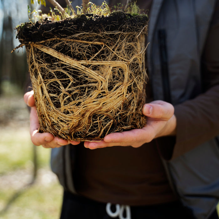 Native New Zealand Plants with Strong Root Systems for Erosion Control