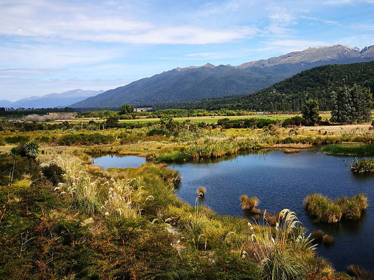Planting Riparian margins such as rivers, creeks, lakes, streams with New Zealand native plants