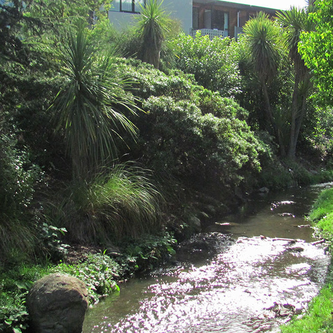 Planting Riparian Margins