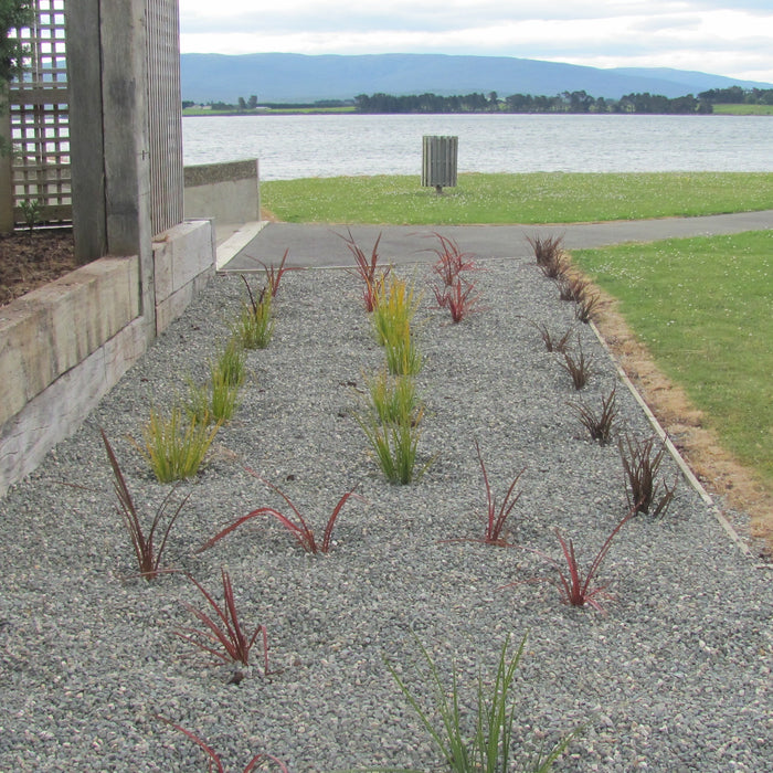 When to Plant NZ Native Plants in New Zealand