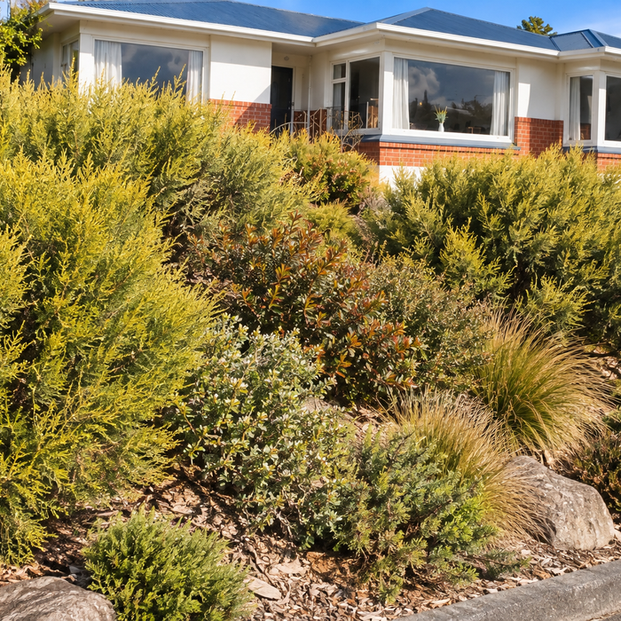 How to Stabilise a Slope or Bank Using NZ Native Plants