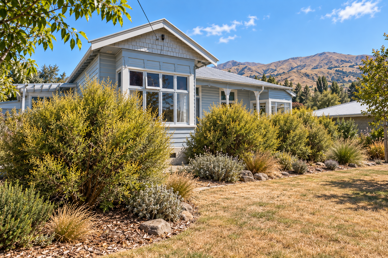 Golden Tree Daisy for Dry Gardens &amp; Drought-Prone Sites