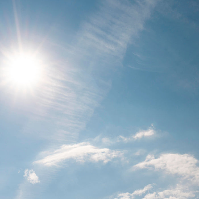 Designing a Low-Maintenance Full Sun Native Garden in New Zealand