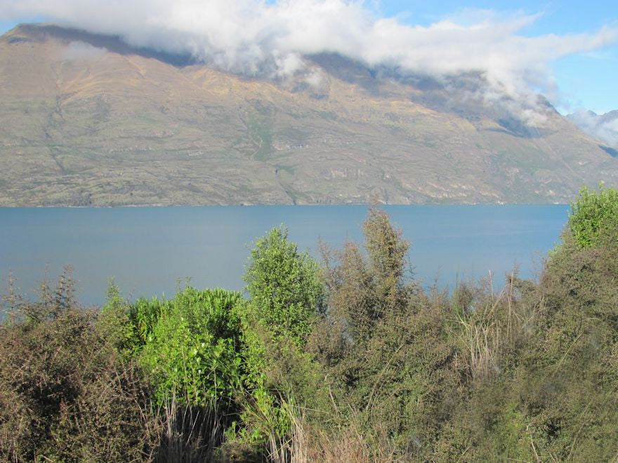 Natives for Clay Soil