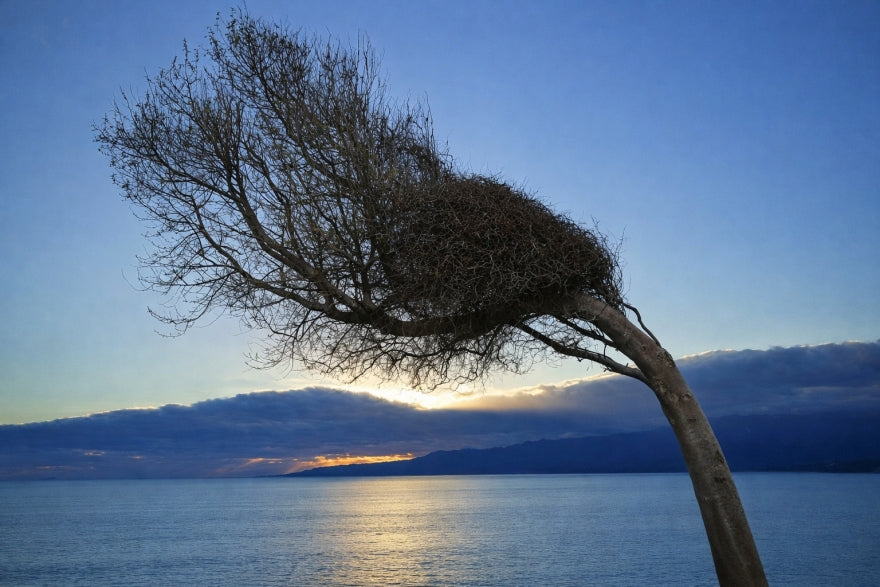 Natives for windy conditions