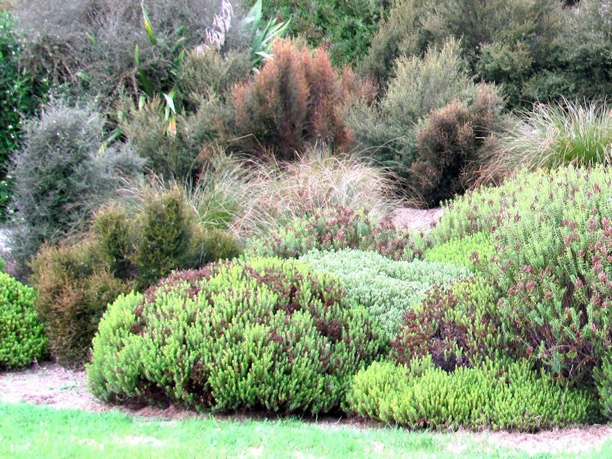 Low Growing Natives