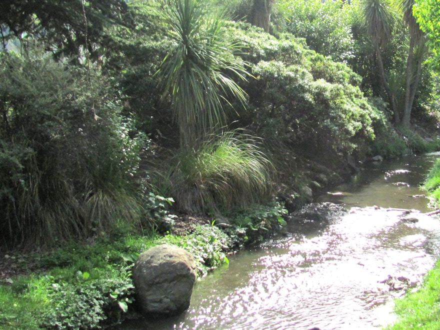 Riparian Plantings