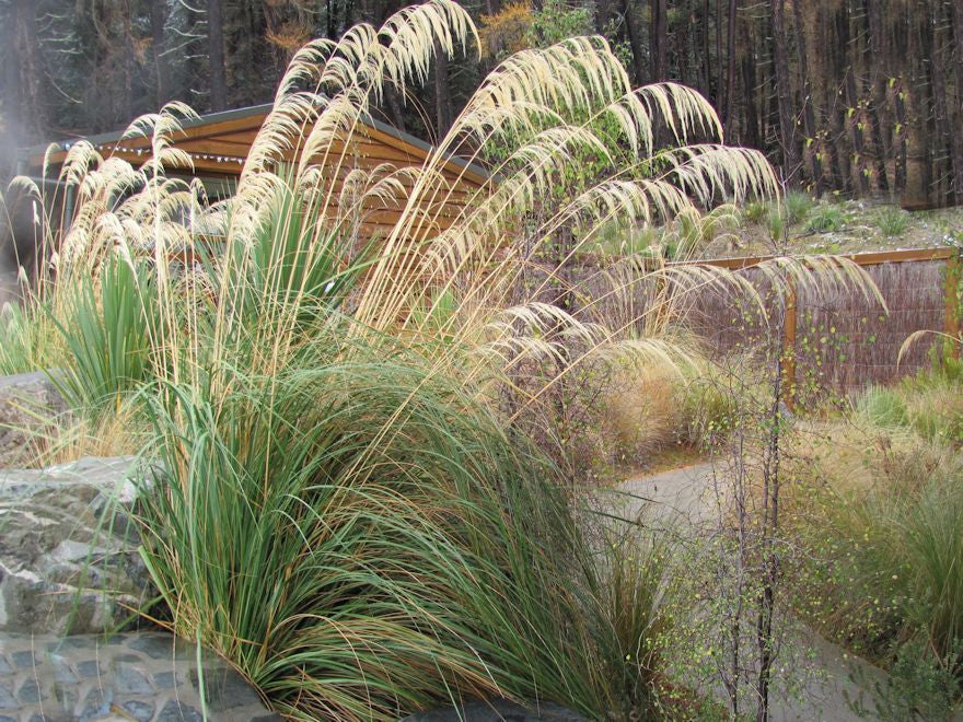 Cortaderia Richardii - South Island Toe Toe