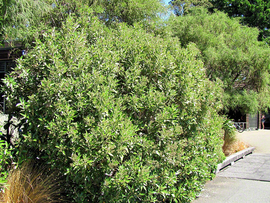 Olearia - Tree Daisy