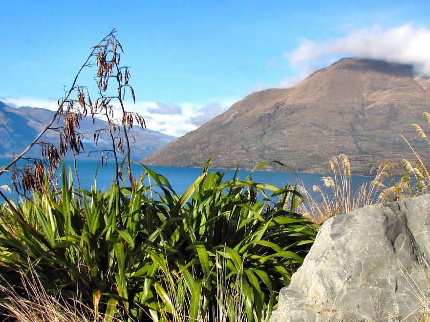 New Zealand Flax