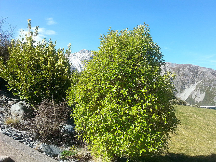 Pittosporum
