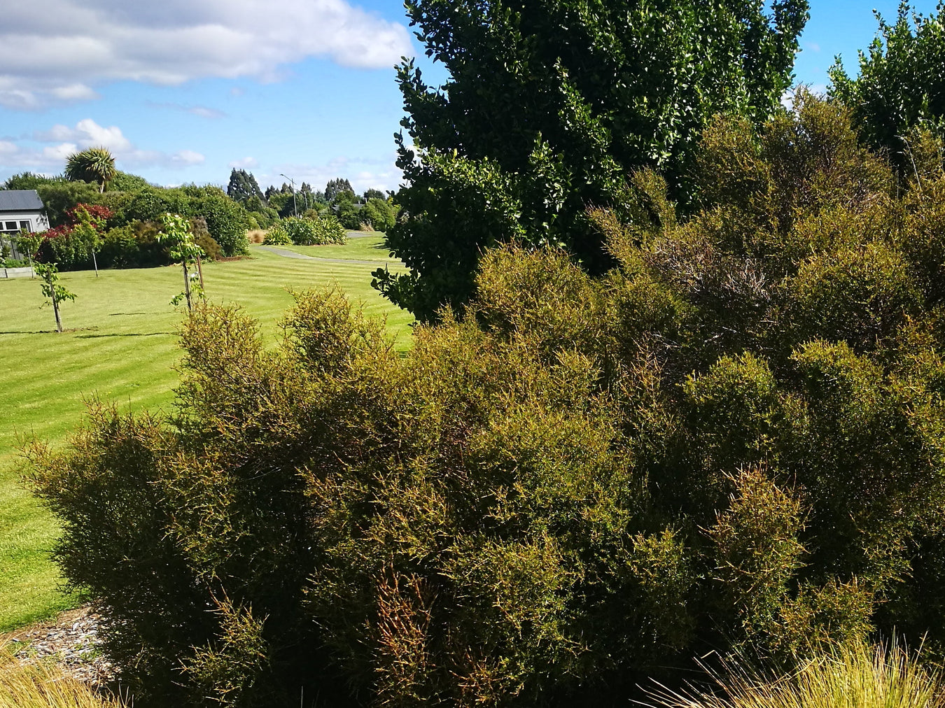 Natives for Full Sun