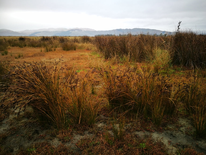 Natives for Wet, Poor Draining Soil
